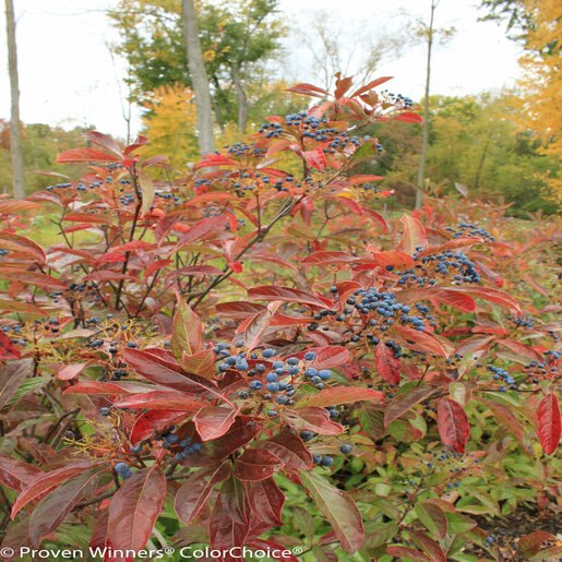 Viburnum Nudum Bulk Brandywine Proven Winners Possumhaw SiteOne
